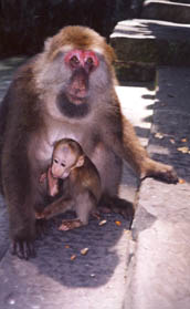 Mother with baby